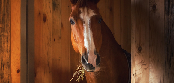 Why do horses…? Horse behaviour explained